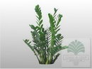 Zamioculcas Zamiifolia